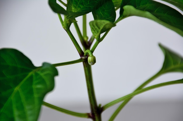 bud of sweet pepper on green stem isolated, macro