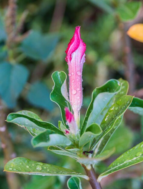 버드 열 대 꽃 핑크 Adenium 오순절 드롭