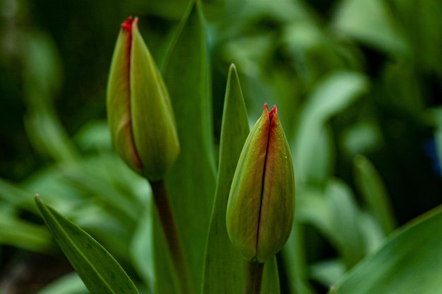 A bud of tulips with the red tip of the stem.