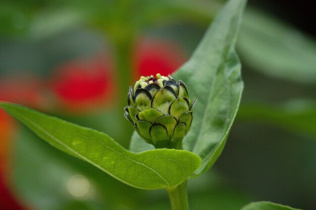 Bud up close