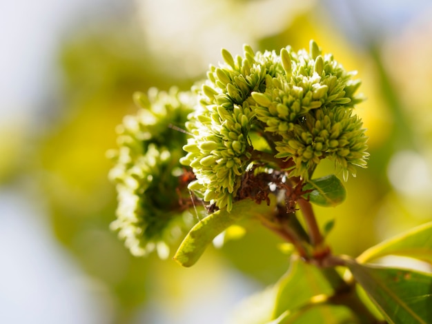 白いイクソラスの花のつぼみ西インドジャスミン