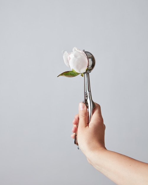 Бутон цветка белого пиона в ложке вместо мороженого в руке женщины на светло-сером фоне с местом для текста.