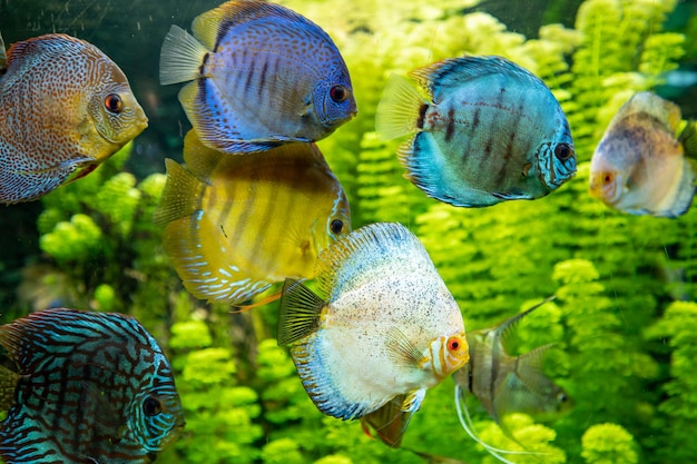 Foto budapest ungheria 17 giugno 2017 tropicarium acquario budapest