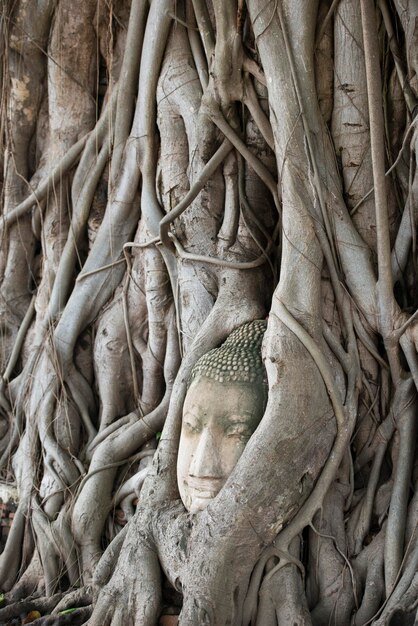 Photo buddha carved on banyan tree