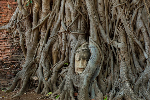 Buddha head in AyutthayaBuddha head embedded in a banyan tree