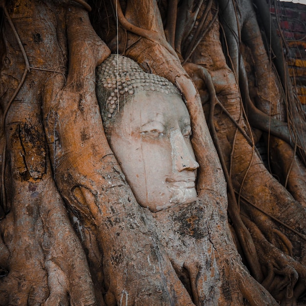 Foto testa di buddha sotto l'albero del bodhi