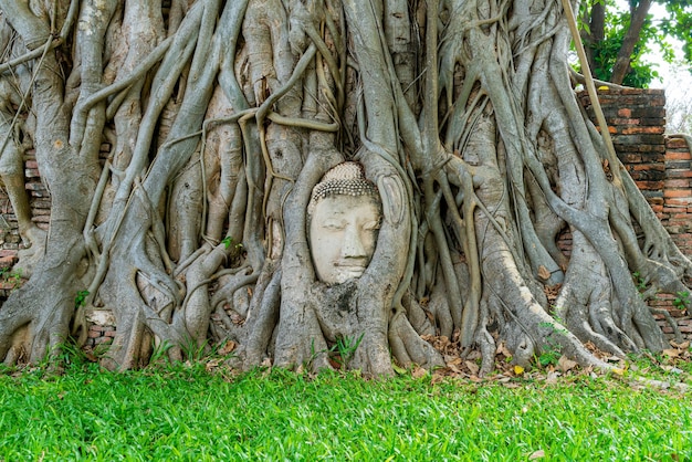 Статуя головы Будды с застрявшими в корнях дерева Бодхи в Ват Махатхат