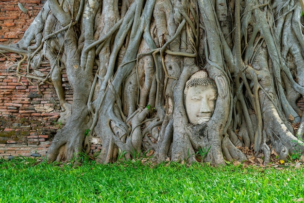 Статуя головы будды с застрявшими в корнях дерева бодхи в ват махатхат
