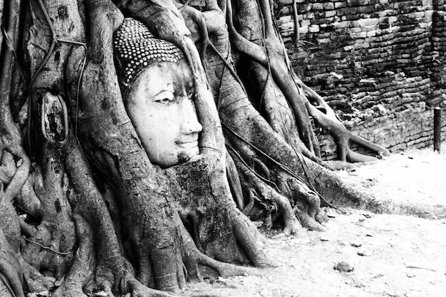 buddha head in tree root