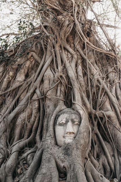 Testa di buddha nelle radici degli alberi