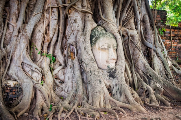 Photo buddha head tree wat maha that (ayutthaya)