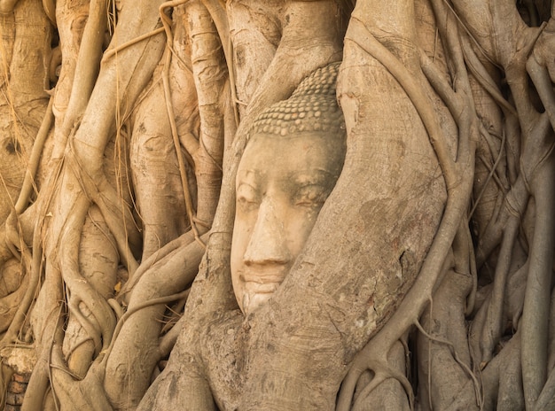 Buddha head in tree