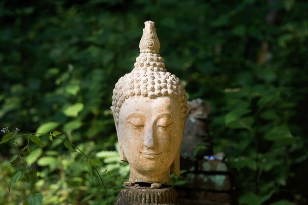 Buddha heads on green background