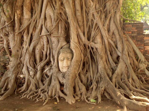 Foto scultura di buddha sull'albero