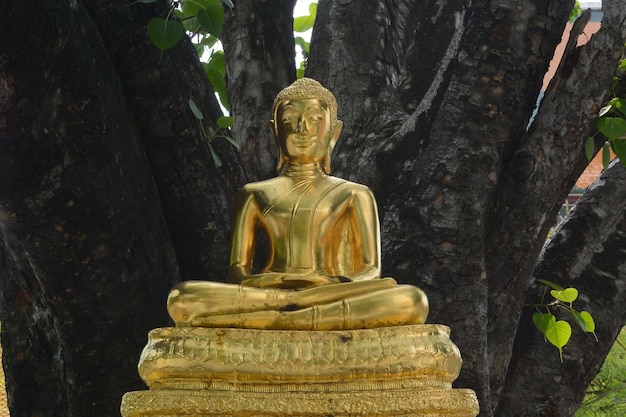 Photo buddha statue against tree