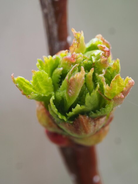 Photo budding bud on a tree