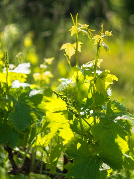 A budding bunch of grapes on a branch in Greece