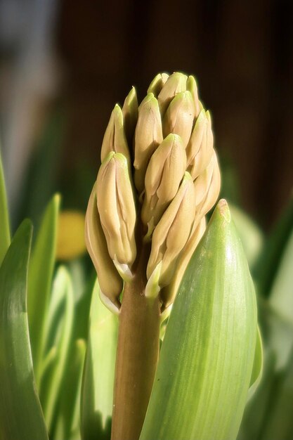 Budding flowers in spring