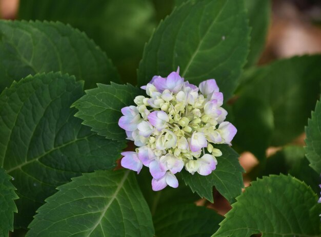 庭に咲く新進のパステルアジサイの花