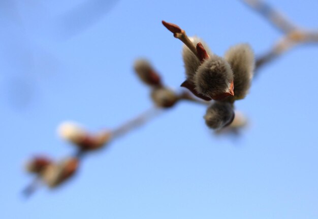 a budding willow branch against the blue sky