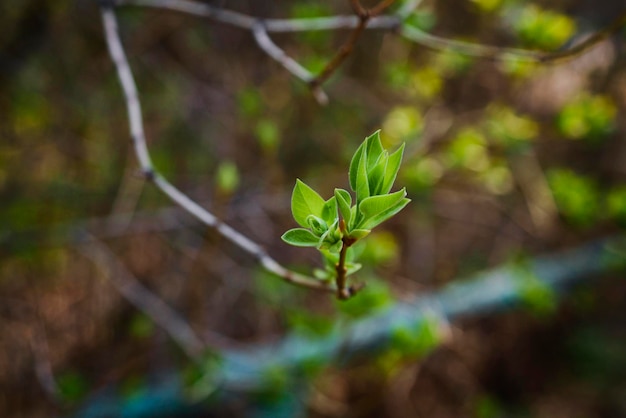 Budding young lilac leaves on a twig on a sunny spring day