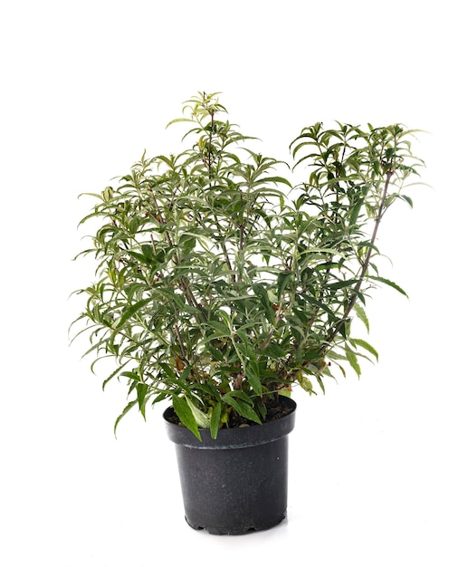 Buddleja davidii в студии