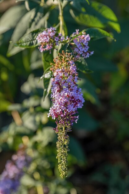 Фиолетовый цветок Buddleja japonica в дизайне сада