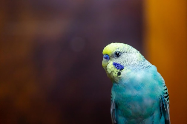 写真 セキセイインコのbabybule鳥は素敵な明るい青色を予算に入れます