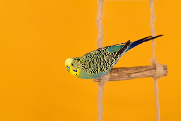 黄色の背景に緑色のセキセイインコ。