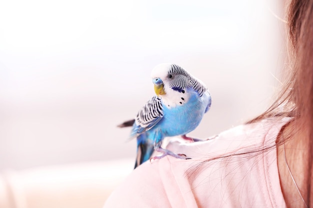 明るい背景に自宅でセキセイインコ