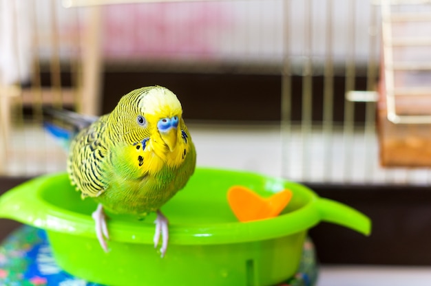 Budgerigar is wet after swimming