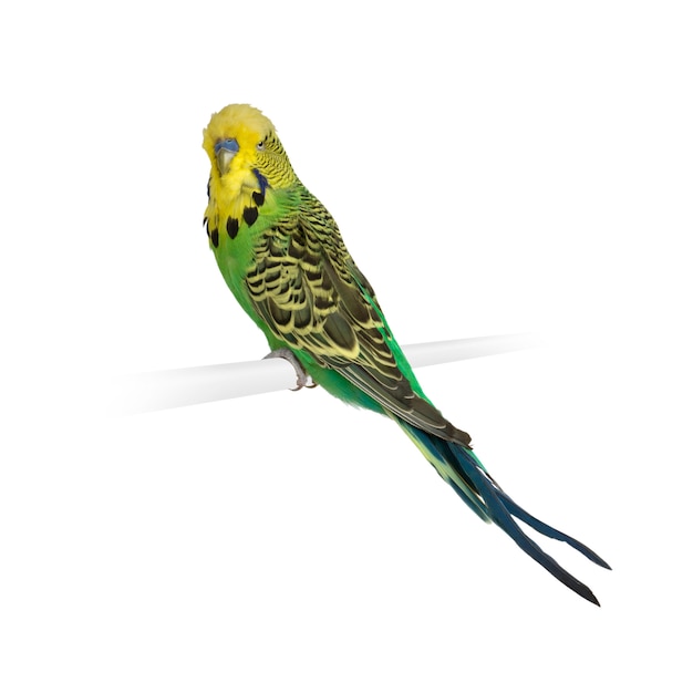 Budgerigar isolated