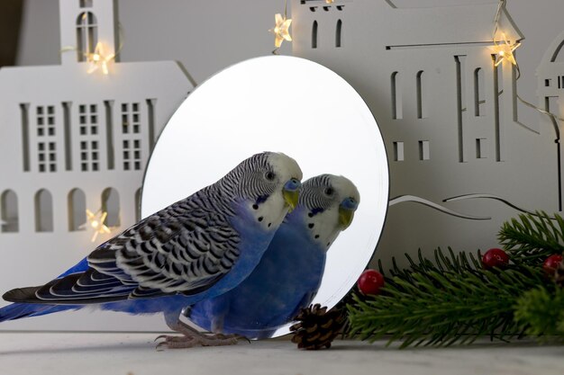 Budgerigar looking in mirror against Christmas decor background