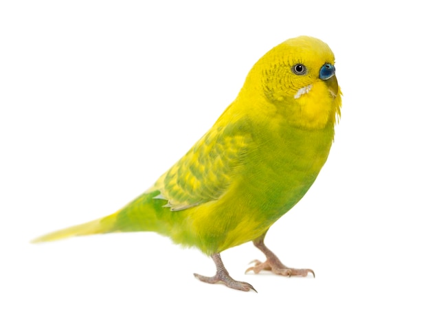 Budgerigar, Melopsittacus undulatus, in front of a white surface