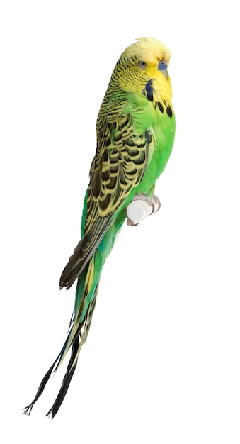 Budgerigar - Melopsittacus undulatus isolated