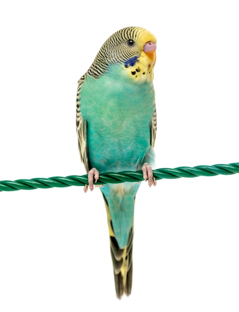 Photo budgerigar parakeet perched on a finger isolated on white