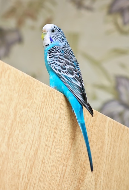 Budgerigar sitting on the door. Beautiful bird.