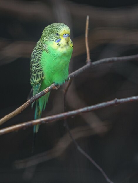 Budgerigar