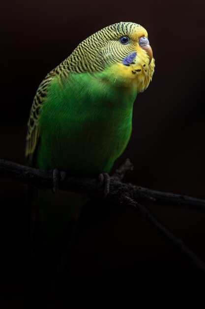 Budgerigar