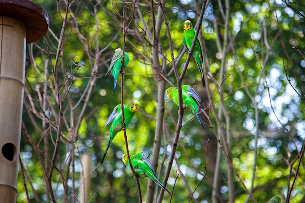 動物園の枝にセキセイインコ、Melopsittacus undulatus