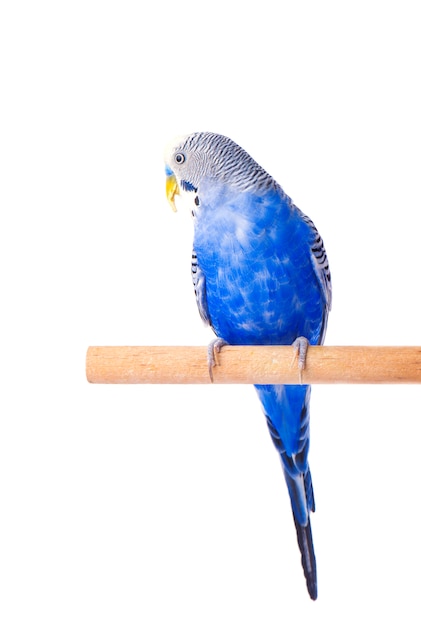 Budgie blauw, geïsoleerd op wit. Grasparkiet in volle groei