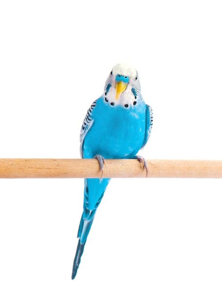 Budgie blu, isolato su bianco. budgerigar in piena crescita