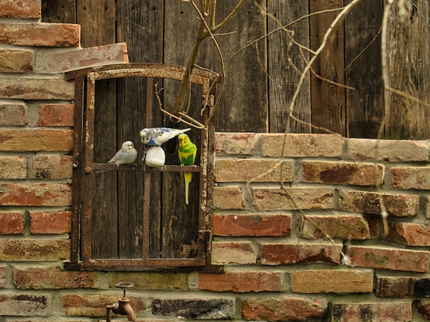 Budgies in decorative environment playing eating and cuddling