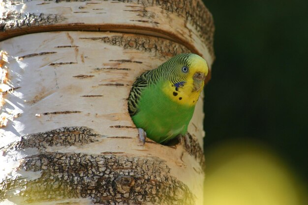 Foto budgy in een boom