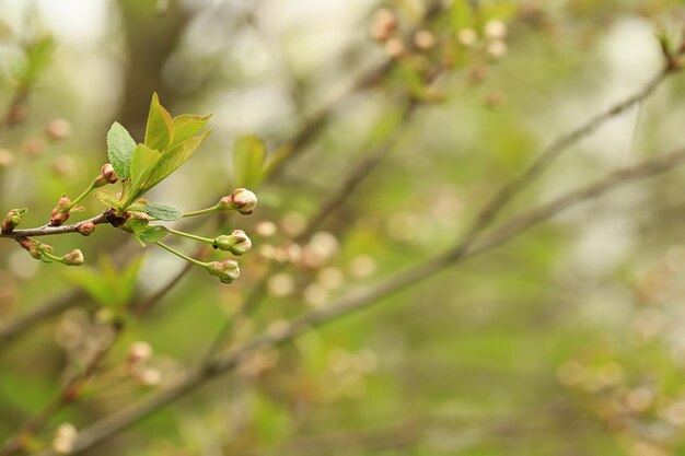 Buds of apple tree flowers in the summer garden