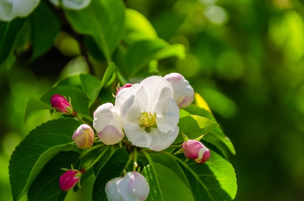 Buds of a blooming apple tree closeup