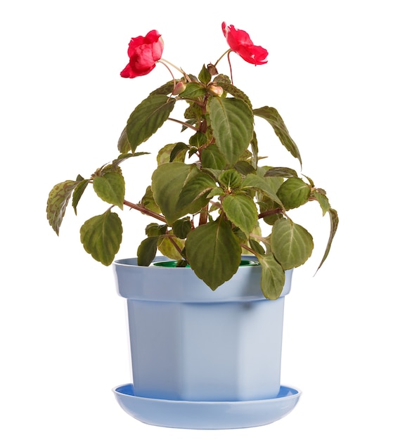 Buds of a blooming flower Balsaminaceae in a pot isolated on white background