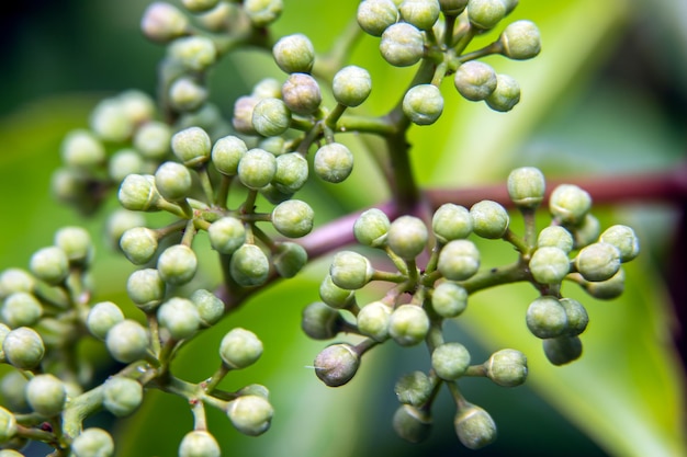 Photo buds on the branch in nature macro close up