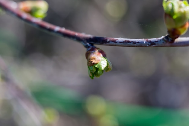 Buds on Branches