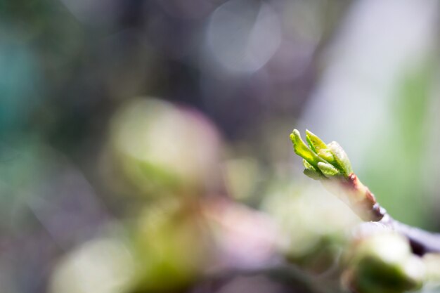 Buds on Branches